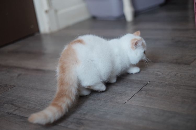 มันช์กิ้น ขาสั้น เพศชาย รับบัตรเครดิตค่ะ รูปที่ 9