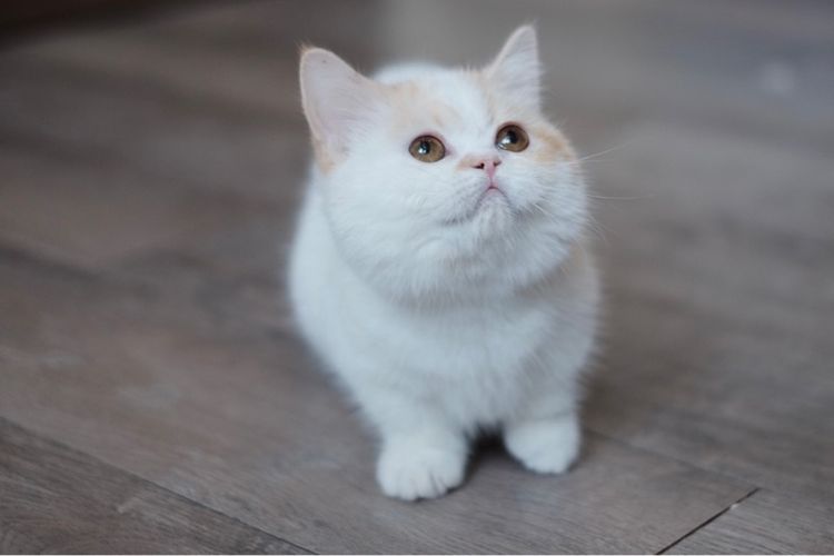 มันช์กิ้น ขาสั้น เพศชาย รับบัตรเครดิตค่ะ รูปที่ 4