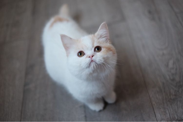 มันช์กิ้น ขาสั้น เพศชาย รับบัตรเครดิตค่ะ รูปที่ 8