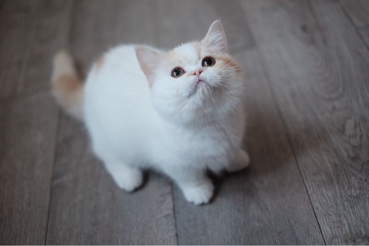 มันช์กิ้น ขาสั้น เพศชาย รับบัตรเครดิตค่ะ รูปที่ 7