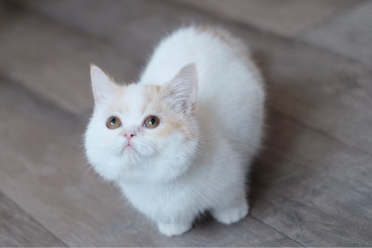 มันช์กิ้น ขาสั้น เพศชาย รับบัตรเครดิตค่ะ รูปที่ 15