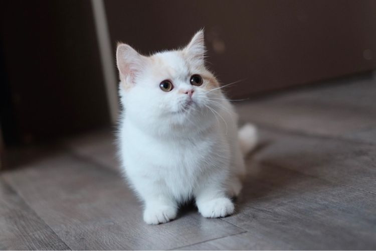 มันช์กิ้น ขาสั้น เพศชาย รับบัตรเครดิตค่ะ