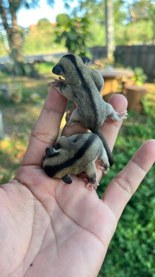 ชูก้า ผู้เมีย 2.5เดือน รูปที่ 5