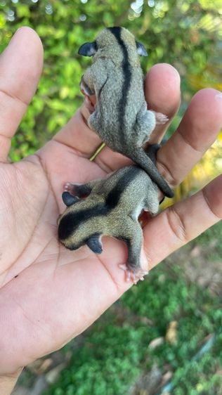 ชูก้า ผู้เมีย 2.5เดือน รูปที่ 7