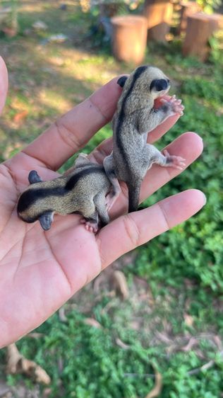 ชูก้า ผู้เมีย 2.5เดือน รูปที่ 2