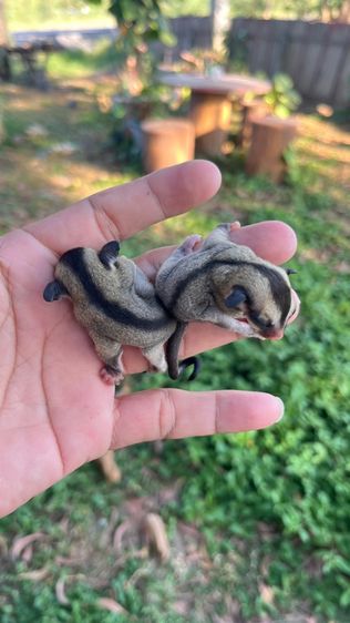 ชูก้า ผู้เมีย 2.5เดือน รูปที่ 6