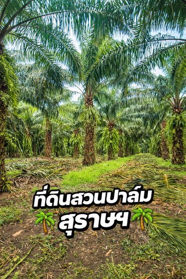  ขายที่ดินสวนปาล์ม อ.ท่าฉาง จ.สุราษฎร์ธานี   รูปที่ 3