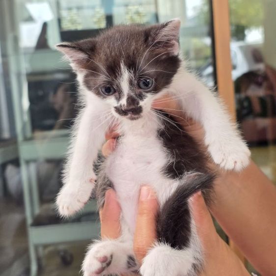 หาบ้านให้น้องแมว แมวเมืองชลบุรี รูปที่ 3
