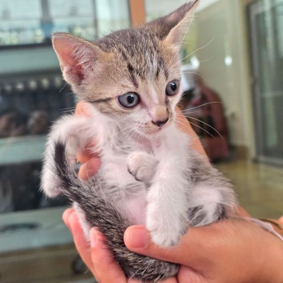 หาบ้านให้น้องแมว แมวเมืองชลบุรี