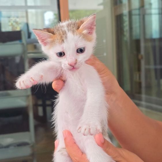 หาบ้านให้น้องแมว แมวเมืองชลบุรี รูปที่ 2