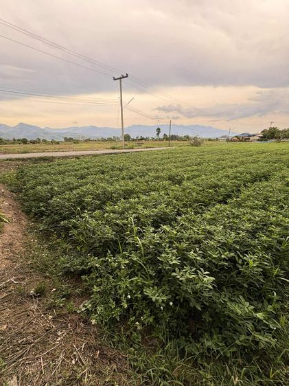 พื้นที่ 3 งาน 37 ตารางวา ทำเลดีใกล้แลนด์มาร์คเมืองปัว ราคา 1.7 ล้าน รูปที่ 4