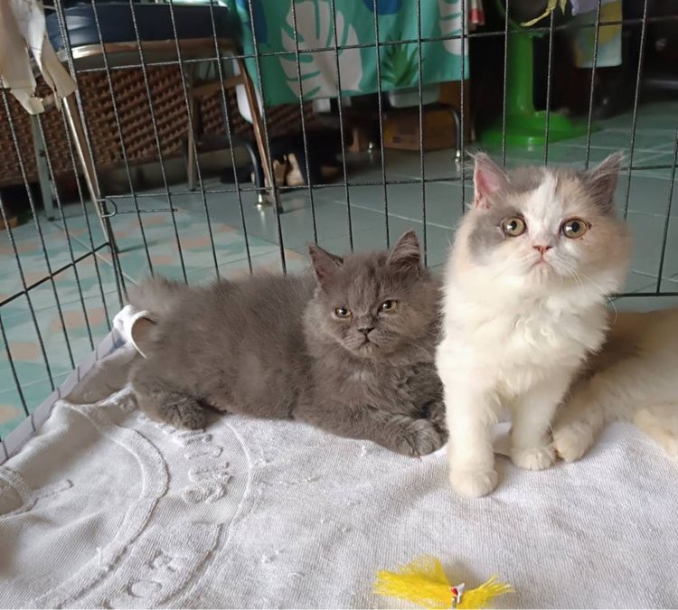 ขายลูกแมวเปอร์เซียครับ รูปที่ 3