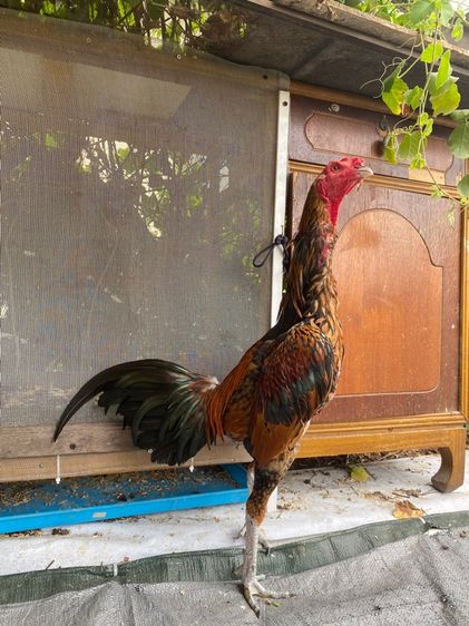 ไก่พม่า รูปที่ 9