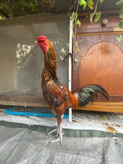 ไก่พม่า รูปที่ 2