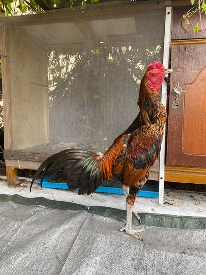 ไก่พม่า รูปที่ 13