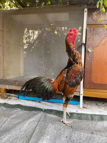 ไก่พม่า รูปที่ 12