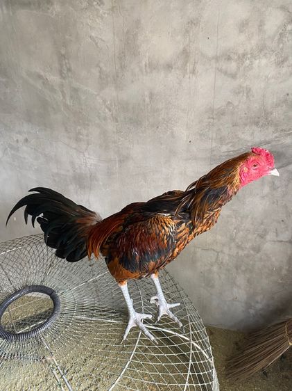 ไก่พม่า รูปที่ 14