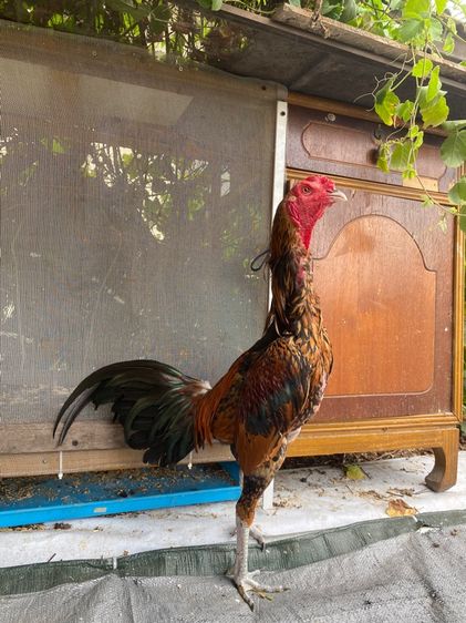 ไก่พม่า รูปที่ 8