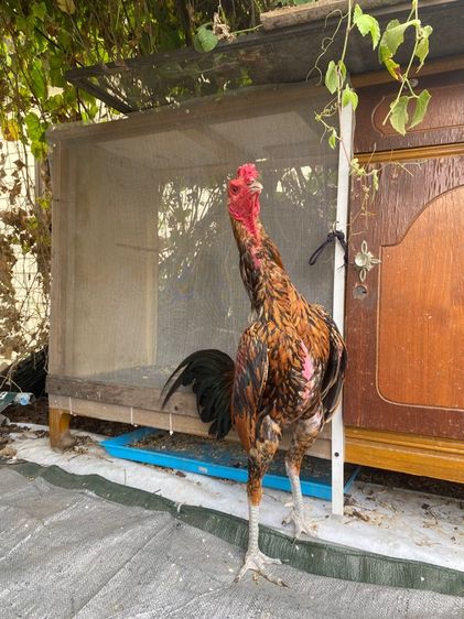 ไก่พม่า รูปที่ 11