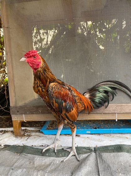 ไก่พม่า รูปที่ 16