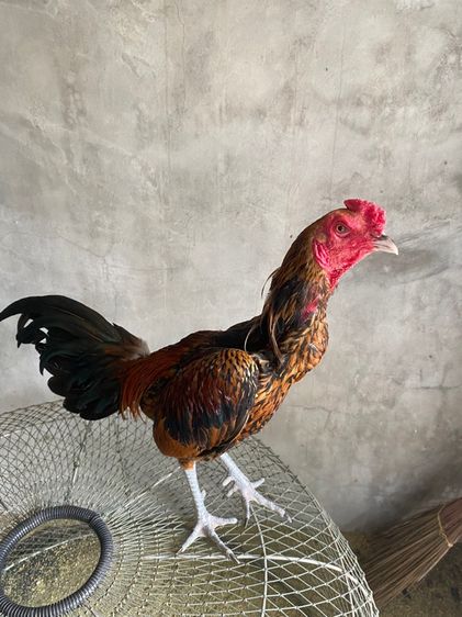 ไก่พม่า รูปที่ 15