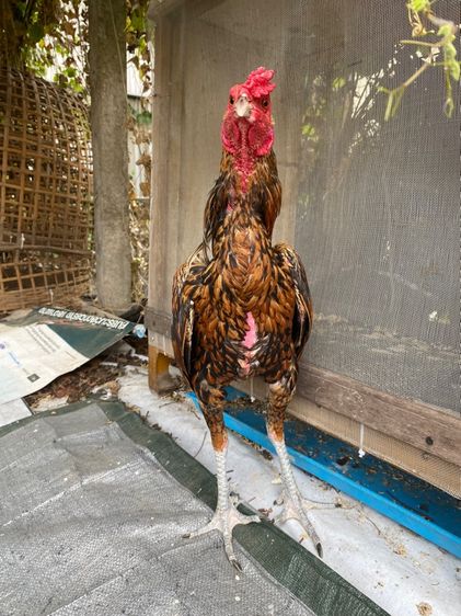 ไก่พม่า รูปที่ 4