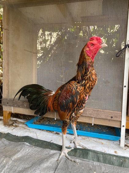 ไก่พม่า รูปที่ 5