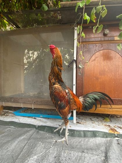 ไก่พม่า รูปที่ 3