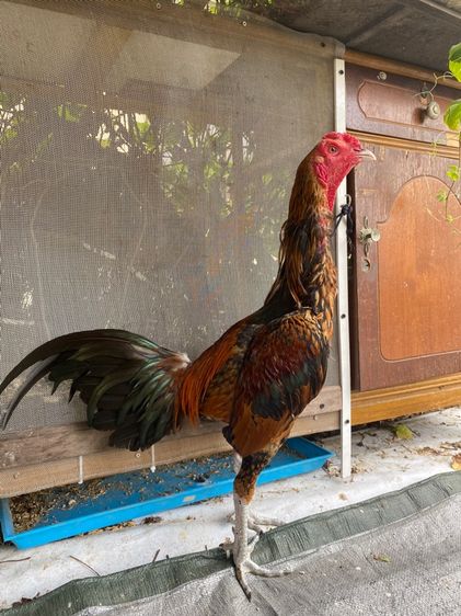 ไก่พม่า รูปที่ 6