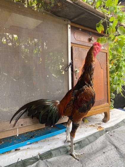 ไก่พม่า รูปที่ 10