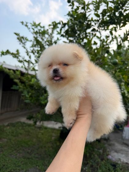 ปอมหน้าหมี รูปที่ 5