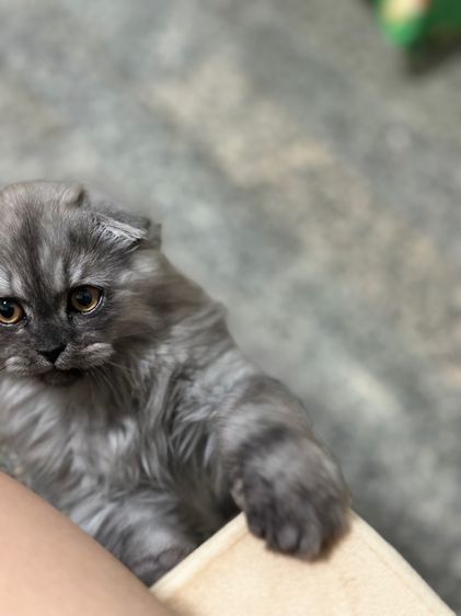 ลูกแมว รูปที่ 2