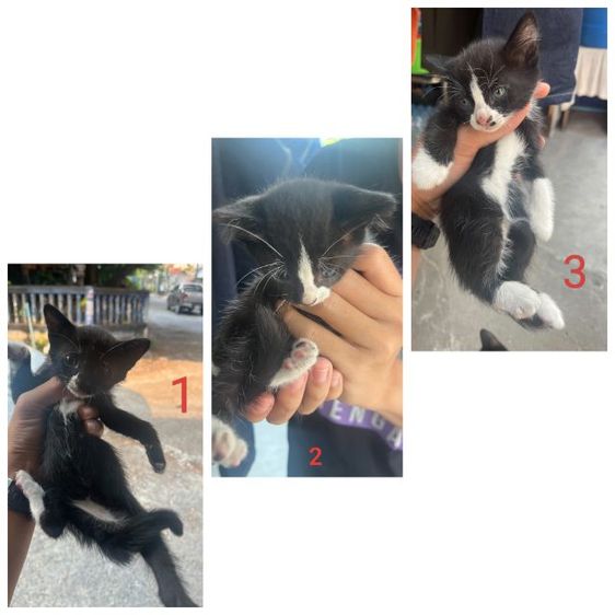 แมวไทย (Thai Cat) หาบ้านให้ลูกแมวจร อายุ 1 เดือนฟรีค่ะ