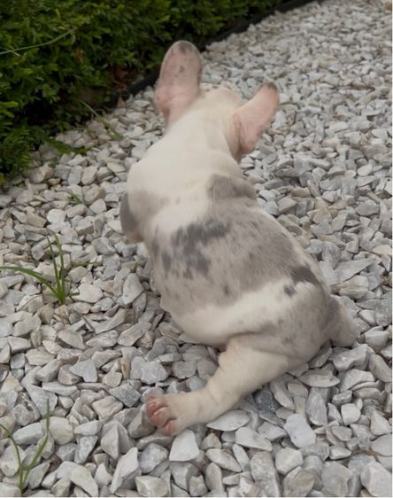 เฟรนบลูด็อก รูปที่ 5