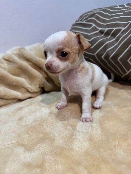 ชิวาว่า รูปที่ 2