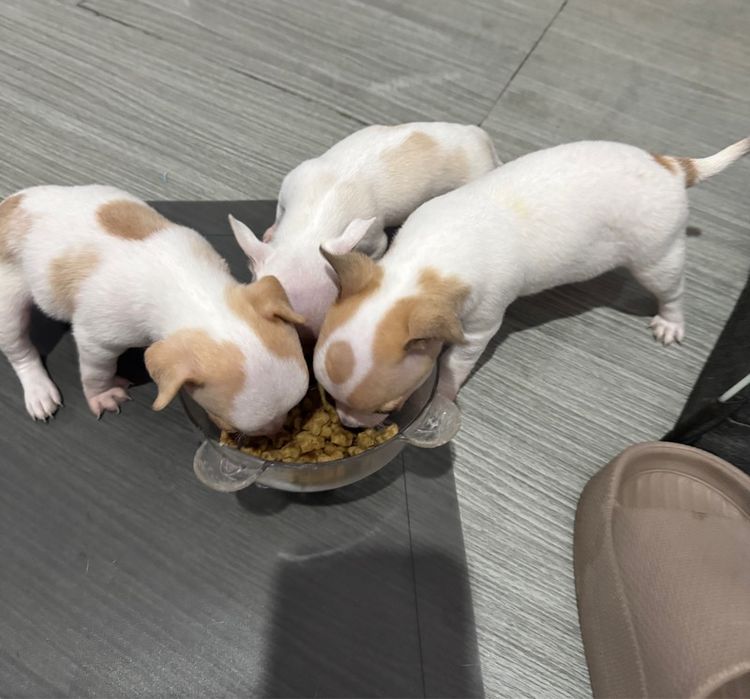 ชิวาว่า รูปที่ 5