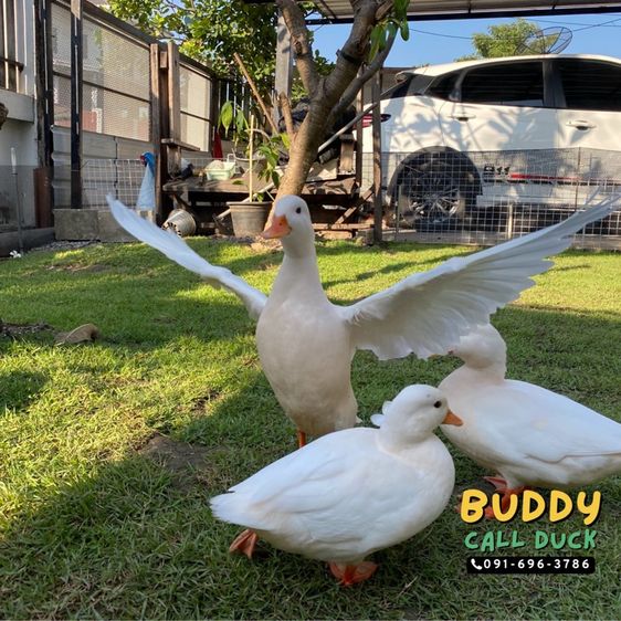 เป็ดคอล์ดั๊ก ขาวจั๊ว หนุ่มสาว 4-6 เดือน รูปที่ 3