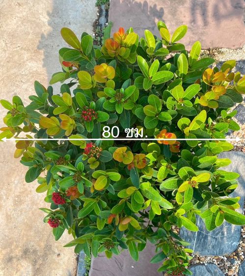 ต้นรักแรกพบพันธุ์แคระดอกสีแดงจัด รูปที่ 5