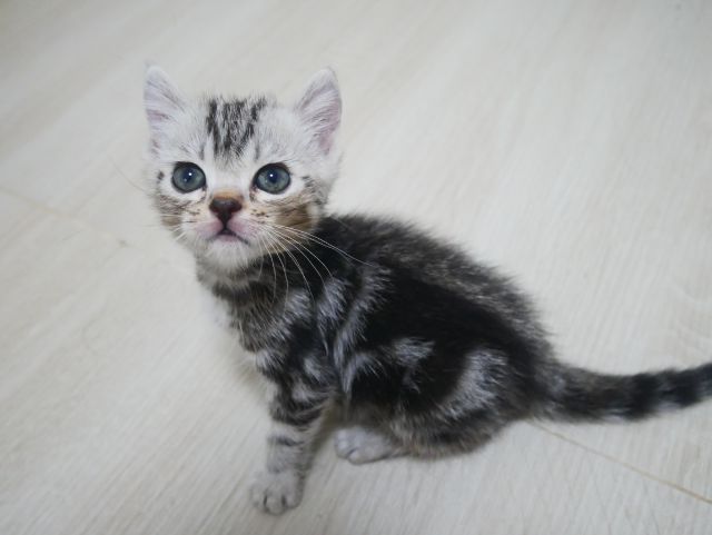 อเมริกันช๊อตแฮร์ รูปที่ 5