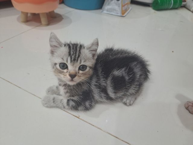 อเมริกันช๊อตแฮร์ รูปที่ 3