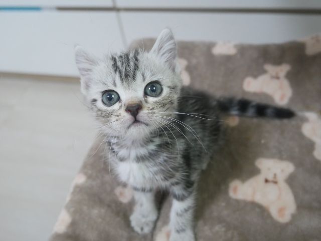 อเมริกันช๊อตแฮร์ รูปที่ 4