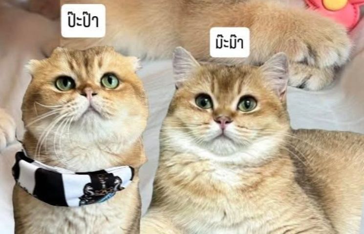 สก็อตติช โฟลด์ (Scottish Fold) ลูกแมวสก๊อตติช หญิง  3 ชาย 1 พร้อมย้าย 15 กุมภา สี Ny12