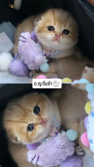 ลูกแมวสก๊อตติช หญิง  3 ชาย 1 พร้อมย้าย 15 กุมภา สี Ny12 รูปที่ 4