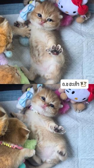 ลูกแมวสก๊อตติช หญิง  3 ชาย 1 พร้อมย้าย 15 กุมภา สี Ny12 รูปที่ 6