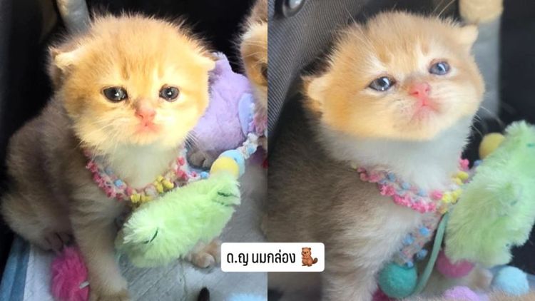ลูกแมวสก๊อตติช หญิง  3 ชาย 1 พร้อมย้าย 15 กุมภา สี Ny12 รูปที่ 2