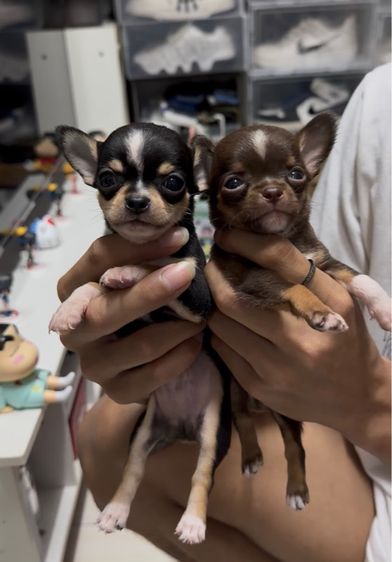 ชิวาว่า