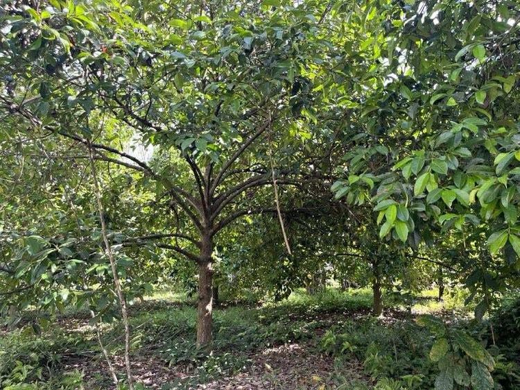 ขายสวนยางพาราพร้อมบ้าน 2 ชั้น   ติดถนนคอนกรีตสาธารณะ พื้นที่ชุมชน  เอกสารโฉนด รูปที่ 2