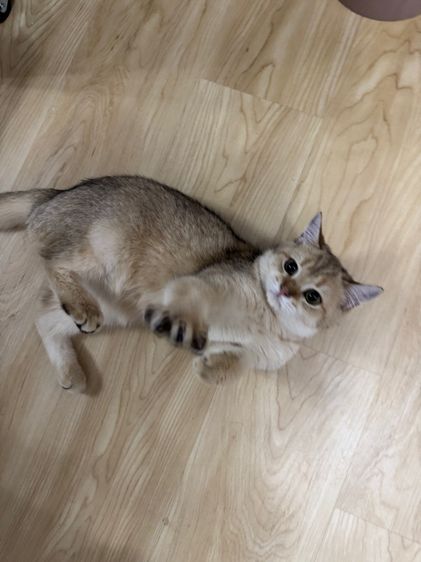 บริติส รูปที่ 5