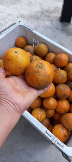 ส้มสายน้ำผึ้ง ปลอดสาร จาก อ.ฝาง  รูปที่ 2