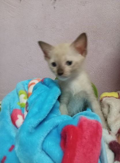 แมวพันธุ์วิเชียรมาศ รูปที่ 5